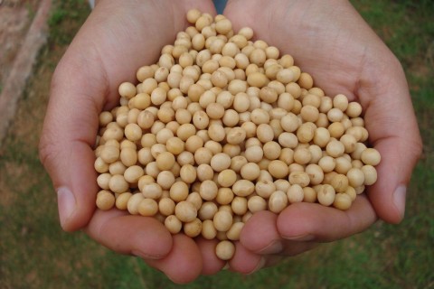 Conab prevê safra de 33,5 milhões de toneladas de grãos no Rio Grande do Sul