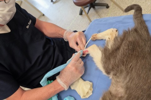 Surto de doença fúngica em gatos ameaça saúde pública e traz riscos para tutores de Pets e profissionais da área veterinária