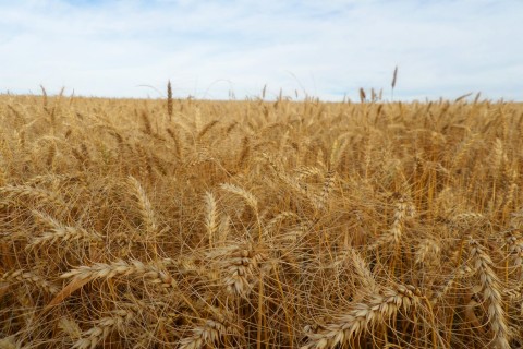 Conab orienta produtores gaúchos de trigo para acesso às operações de Aquisição do Governo Federal