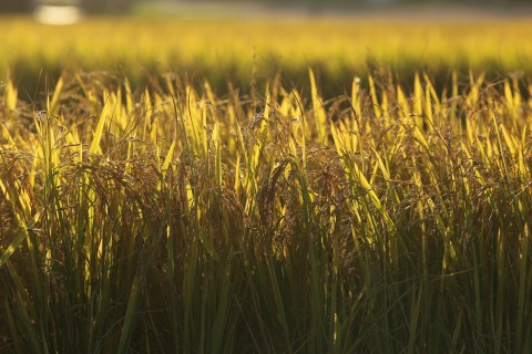 Arrozeiros pedem mudanças na MP 1.376/2026, que trata da renegociação de dívidas agrícolas