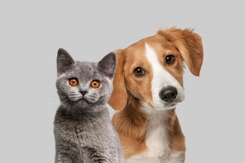 Prefeitura abre chamamento para compor Conselho Municipal de Proteção e Bem-Estar Animal em Morrinhos do Sul