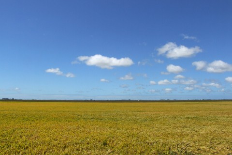Declaração de renda será obrigatória para produtor rural que faturou mais de R$ 169,4 mil em 2024