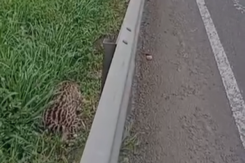 Vídeo de jaguatirica morta às margens da BR-101 em Dom Pedro de Alcântara repercute nas redes