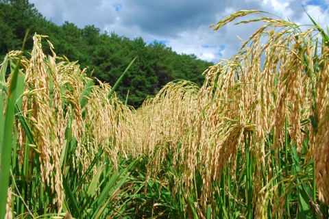 Conab realiza operações de apoio ao escoamento de arroz e trigo nesta segunda (22)