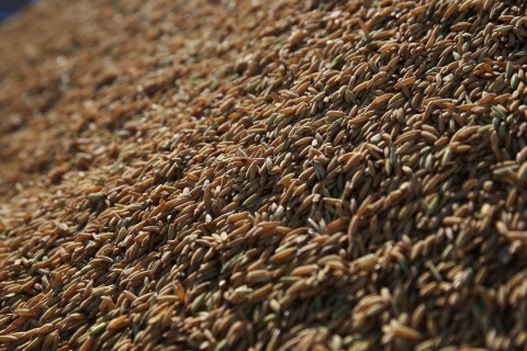Arrozeiros orientam sobre classificação do arroz e reforçam canal de denúncias a consumidores
